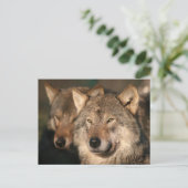 wolf briefkaart (Staand voorkant)