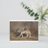 Wolf Briefkaart (Staand voorkant)