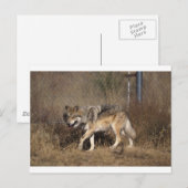 Wolf Briefkaart (Voorkant / Achterkant)