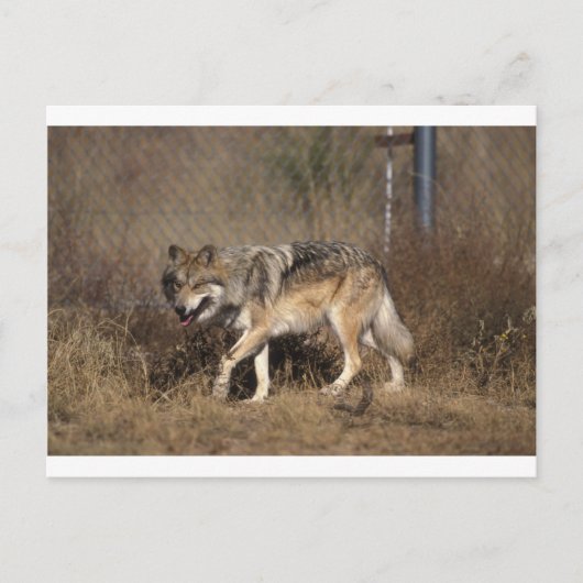 Wolf Briefkaart (Voorkant)