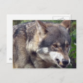 Wolf Briefkaart (Voorkant / Achterkant)