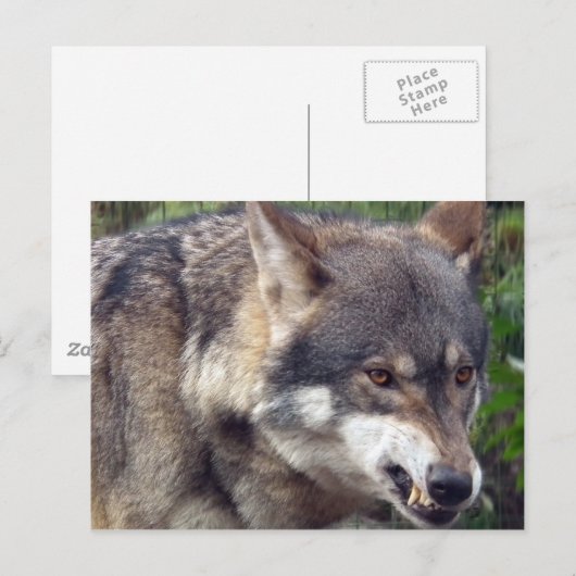 Wolf Briefkaart (Voorkant / Achterkant)