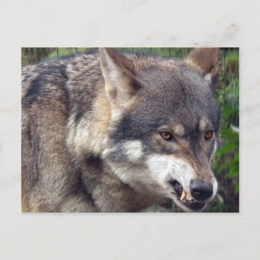 Wolf Briefkaart (Voorkant)