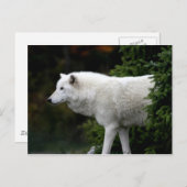 Wolf Briefkaart (Voorkant / Achterkant)