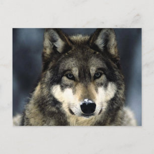 Wolf Briefkaart