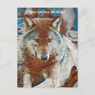 Wolf Briefkaart