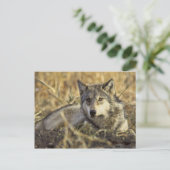 Wolf Briefkaart (Staand voorkant)
