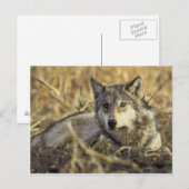 Wolf Briefkaart (Voorkant / Achterkant)