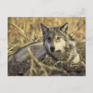 Wolf Briefkaart