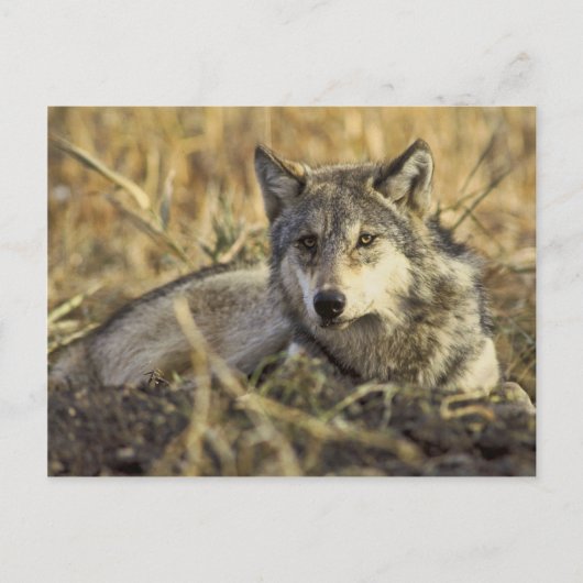 Wolf Briefkaart (Voorkant)