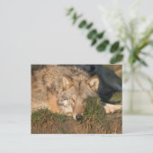 wolf briefkaart (Staand voorkant)