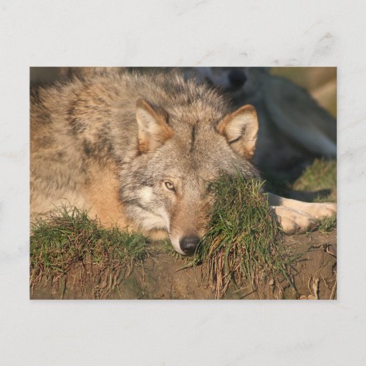 wolf briefkaart (Voorkant)