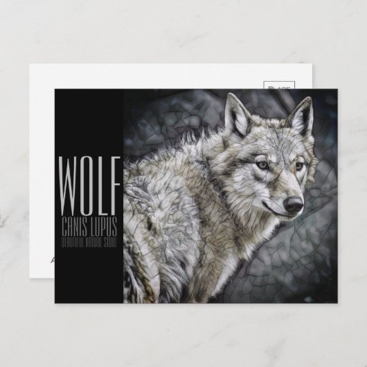 Wolf (Briefkaart) Briefkaart (Voorkant / Achterkant)
