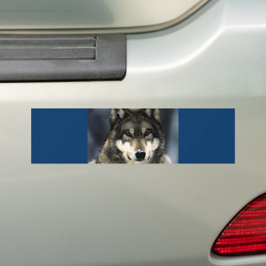 Wolf Bumpersticker (Op auto)