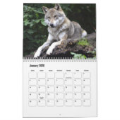 Wolf Calendar Kalender (Jan 2026)