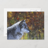 Wolf (Canis Lupus) Briefkaart (Voorkant / Achterkant)