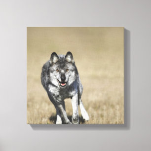Wolf (Canis Lupus) die naar camera loopt Canvas Afdruk