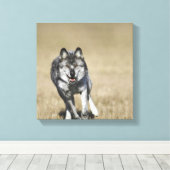 Wolf (Canis Lupus) die naar camera loopt Canvas Afdruk (Insitu (Houten vloer))