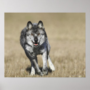 Wolf (Canis Lupus) die naar camera loopt Poster
