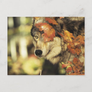 Wolf (Canis lupus), hoofdschot, in de herfst, Briefkaart