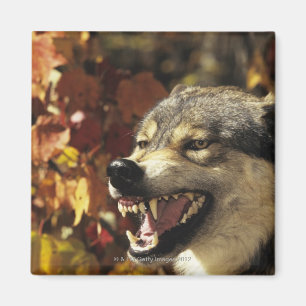 Wolf (Canis lupus) snarling, hoofdschot, met Magneet