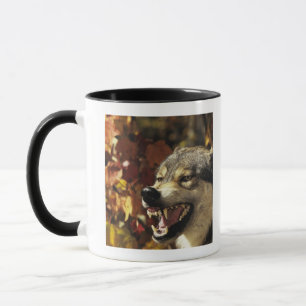 Wolf (Canis lupus) snarling, hoofdschot, met Mok