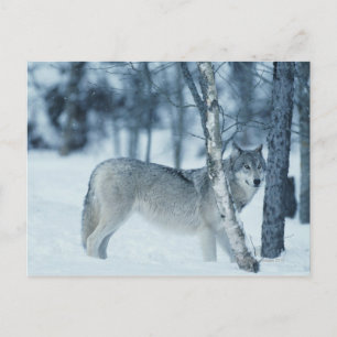 Wolf (Canis lupus) tijdens de winter Briefkaart