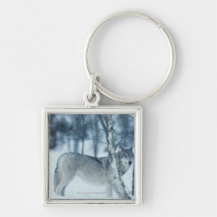 Wolf (Canis lupus) tijdens de winter Sleutelhanger