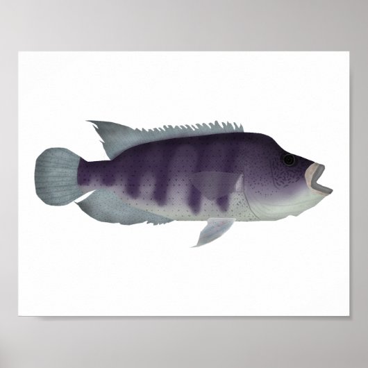 Wolf Cichlid Poster (Voorkant)