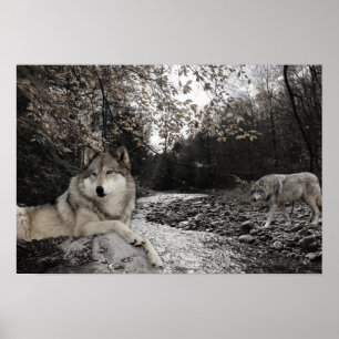 Wolf Creek Brook Forest Landschap Poster