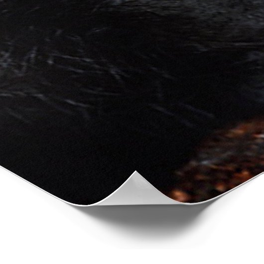 Wolf Cub Howling Poster (Hoek)