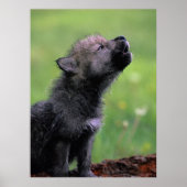 Wolf Cub Howling Poster (Voorkant)