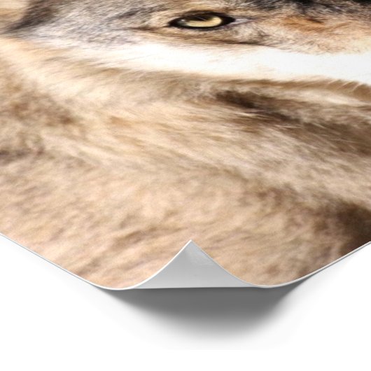 Wolf Cub Poster (Hoek)