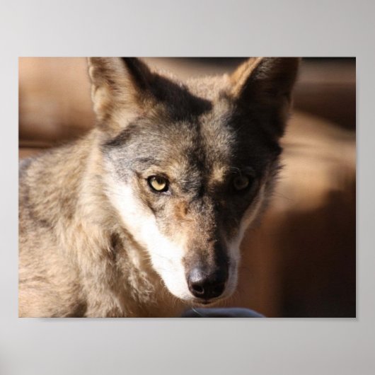 Wolf Cub Poster (Voorkant)