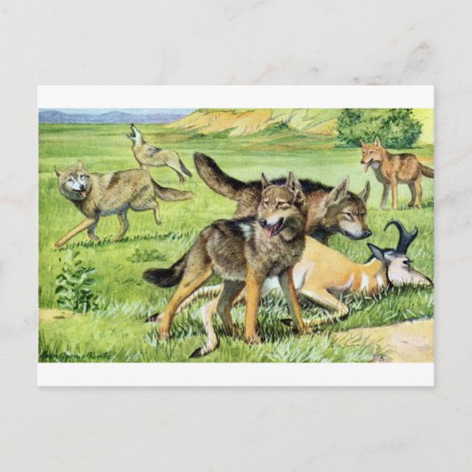 wolf en coyote briefkaart (Voorkant)