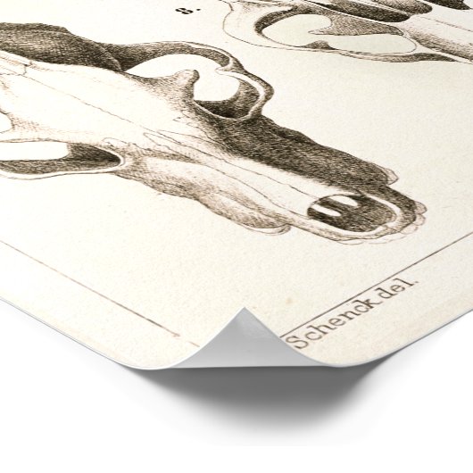 Wolf en Fox Skulls Veterinary Anatomy Print (Hoek)