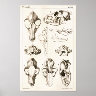 Wolf en Fox Skulls Veterinary Anatomy Print