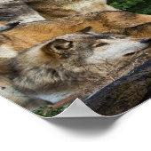 Wolf en Moon Poster (Hoek)