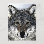 Wolf Eyes Briefkaart (Voorkant)
