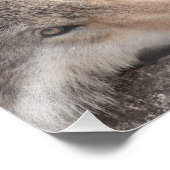 Wolf Eyes - Timber Wolf Foto Afdruk (Hoek)