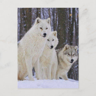 Wolf Family Briefkaart