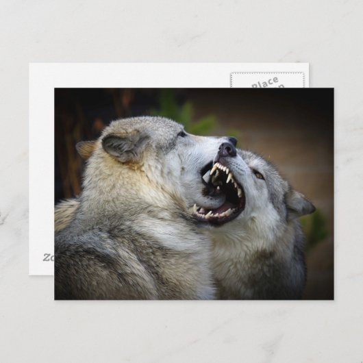 Wolf Fight Briefkaart (Voorkant / Achterkant)