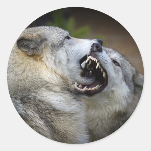 Wolf Fight Ronde Sticker (Voorkant)