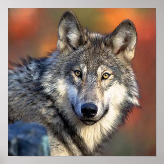 Wolf Foto Poster (Voorkant)