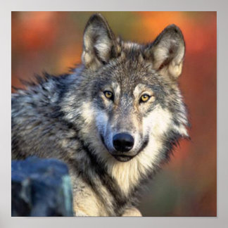 Wolf Foto Poster