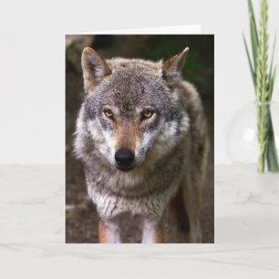 WOLF FOTOGRAFIE BIRTHDAY KAART