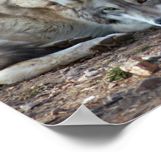 Wolf Framed Print (Hoek)