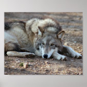 Wolf Framed Print (Voorkant)