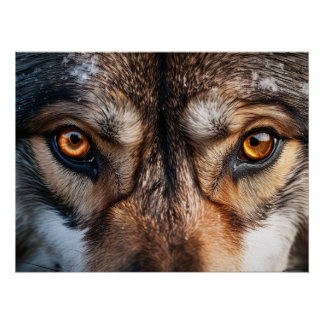 Wolf Gaze Perfect Poster