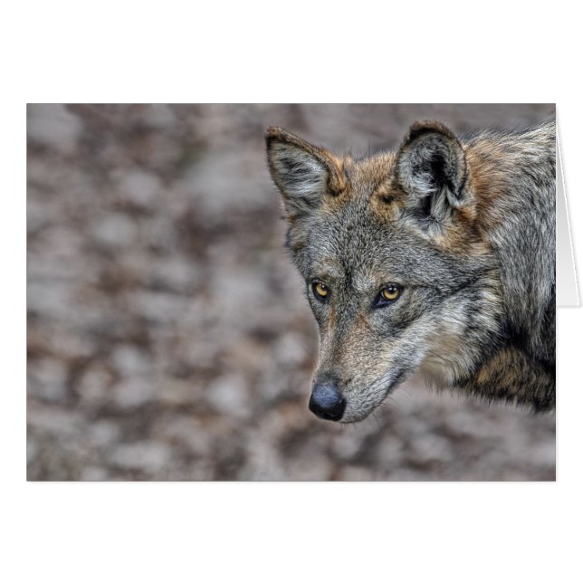 Wolf Glimpse Card (Voorkant Horizontaal)